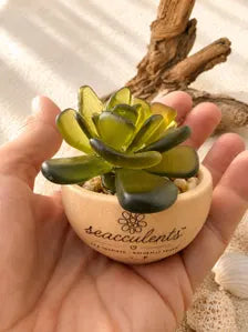 Mini Seacculents™ – Green Coastal Succulent in Engraved Wood Pot, Beach House Decor, Unique Genuine Sea Glass
