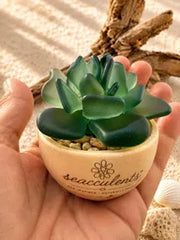 Mini Seacculents™ – Green Coastal Succulent in Engraved Wood Pot, Beach House Decor, Unique Genuine Sea Glass