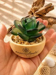 Mini Seacculents™ – Green Coastal Succulent in Engraved Wood Pot, Beach House Decor, Unique Genuine Sea Glass