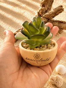 Mini Seacculents™ – Green Coastal Succulent in Engraved Wood Pot, Beach House Decor, Unique Genuine Sea Glass