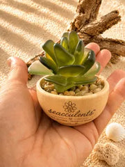 Mini Seacculents™ – Green Coastal Succulent in Engraved Wood Pot, Beach House Decor, Unique Genuine Sea Glass