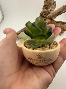 Mini Seacculents™ – Green Coastal Succulent in Engraved Wood Pot, Beach House Decor, Unique Genuine Sea Glass