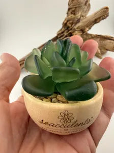 Mini Seacculents™ – Green Coastal Succulent in Engraved Wood Pot, Beach House Decor, Unique Genuine Sea Glass