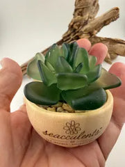 Mini Seacculents™ – Green Coastal Succulent in Engraved Wood Pot, Beach House Decor, Unique Genuine Sea Glass
