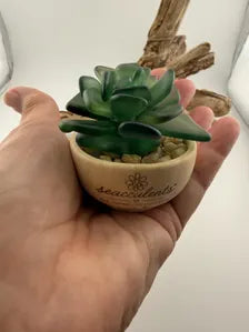 Mini Seacculents™ – Green Coastal Succulent in Engraved Wood Pot, Beach House Decor, Unique Genuine Sea Glass