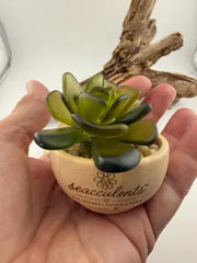 Mini Seacculents™ – Green Coastal Succulent in Engraved Wood Pot, Beach House Decor, Unique Genuine Sea Glass