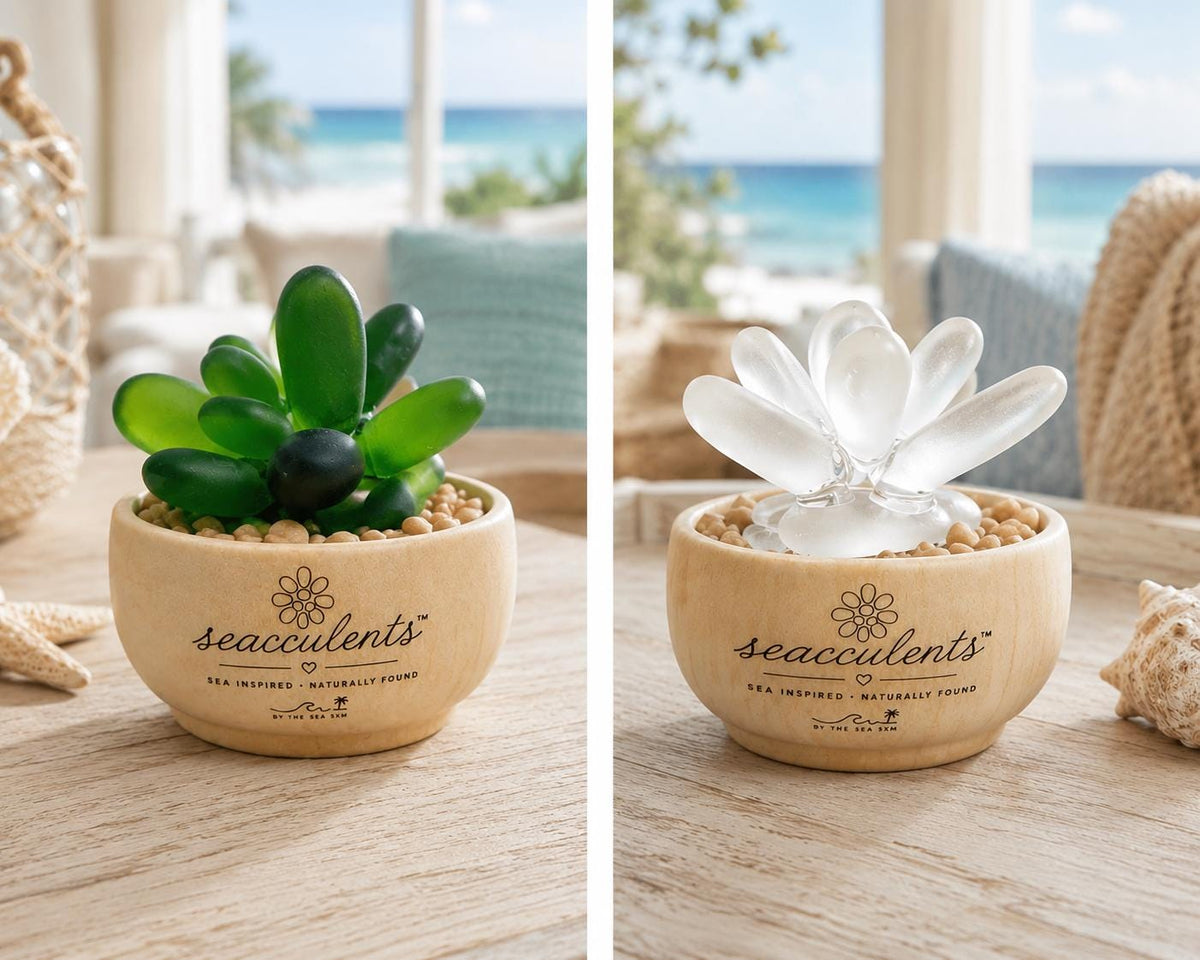 Seacculents™ Authentic Caribbean Sea Glass Succulent in Engraved Wooden Pot | Coastal Desk Decor | Beach House Gift | Genuine