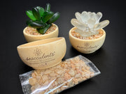 Seacculents™ Authentic Caribbean Sea Glass Succulent in Engraved Wooden Pot | Coastal Desk Decor | Beach House Gift | Genuine