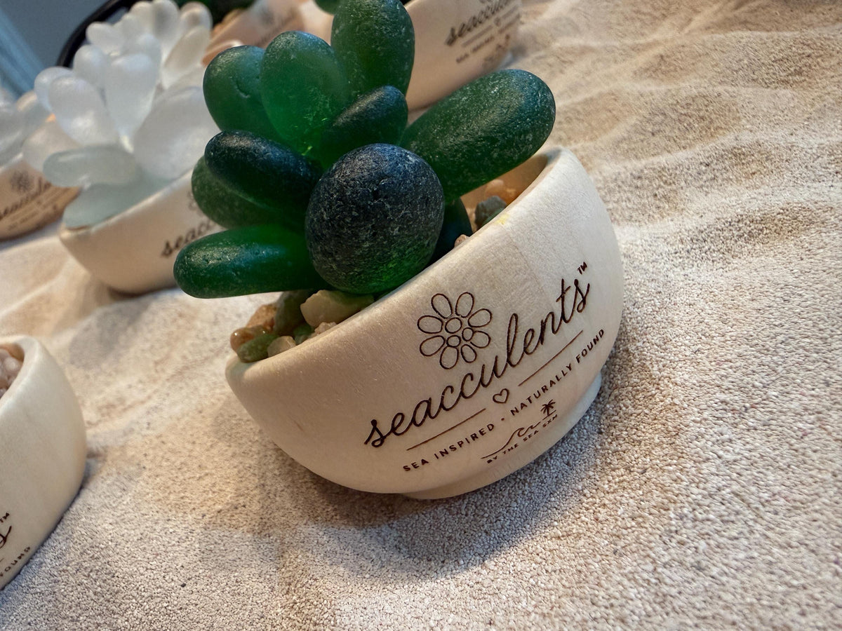 Seacculents™ Authentic Caribbean Sea Glass Succulent in Engraved Wooden Pot | Coastal Desk Decor | Beach House Gift | Genuine