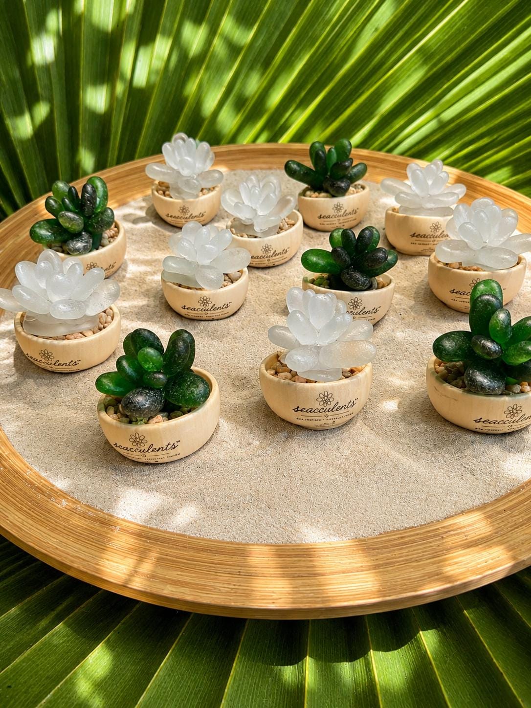 Seacculents™ Authentic Caribbean Sea Glass Succulent in Engraved Wooden Pot | Coastal Desk Decor | Beach House Gift | Genuine
