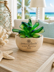 Seacculents™ Authentic Caribbean Sea Glass Succulent in Engraved Wooden Pot | Coastal Desk Decor | Beach House Gift | Saint M