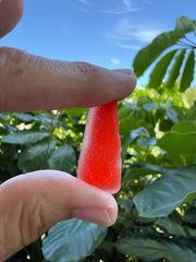Rare Flashed Red Sea Glass Necklace, Authentic Caribbean Sea Glass Pendant, Saint Martin Beach Glass, Collector Jewelry