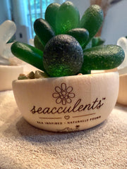 Seacculents™ Authentic Caribbean Sea Glass Succulent in Engraved Wooden Pot | Coastal Desk Decor | Beach House Gift | Genuine