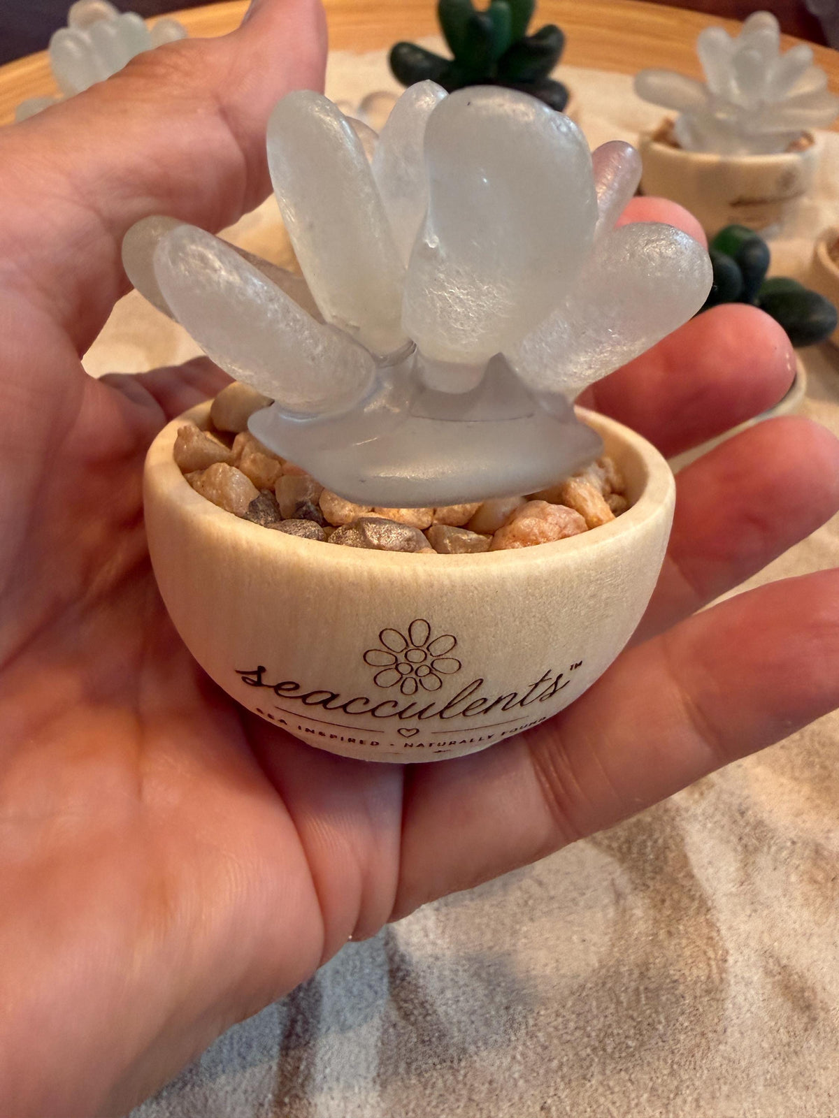 Seacculents™ Authentic Caribbean Sea Glass Succulent in Engraved Wooden Pot | Coastal Desk Decor | Beach House Gift | Genuine