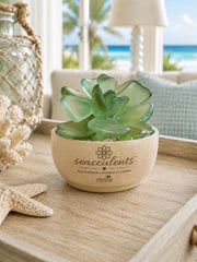 Seacculents™ Authentic Caribbean Sea Glass Succulent in Engraved Wooden Pot | Coastal Desk Decor | Beach House Gift | Saint M