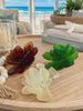 Etsy video 4321352879-1 | SeacculentsT Authentic Caribbean Sea Glass Succulent in Engraved Wooden Pot | Coastal Desk Decor | Beach House Gift | Saint Martin Sea Glass