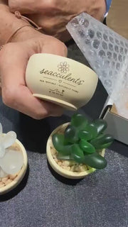Etsy video 4517128971-1 | SeacculentsT Authentic Caribbean Sea Glass Succulent in Engraved Wooden Pot | Coastal Desk Decor | Beach House Gift | Genuine Sea Glass
